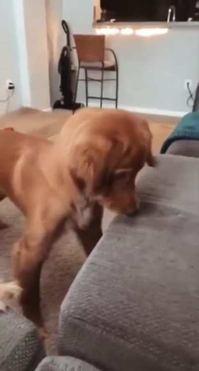 dog eating sunlight
