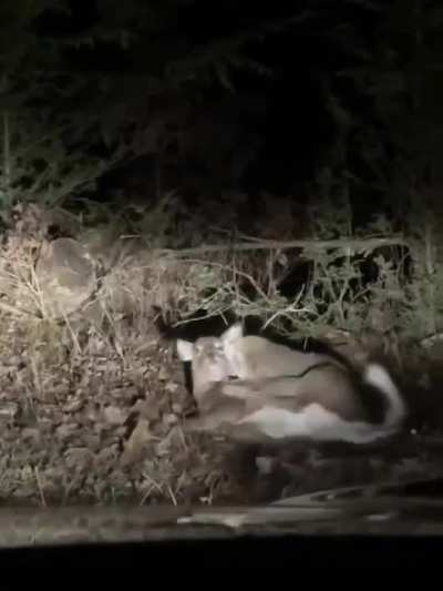 A bobcat attacking a deer. Taken in Pennsylvania.