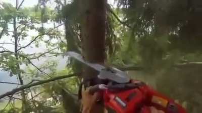 Just getting rid of trees.