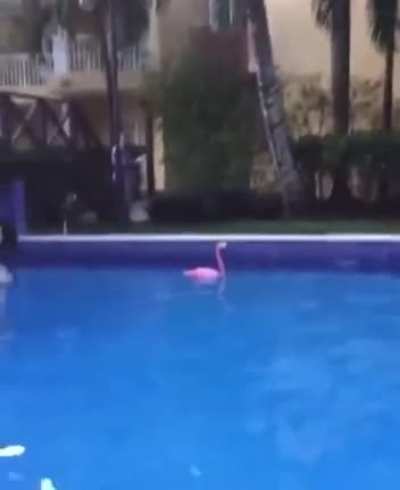 Flamingo