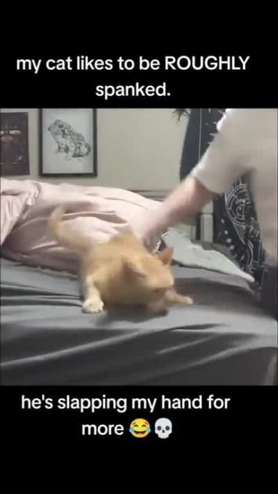 Lady. Your cat is a HO!