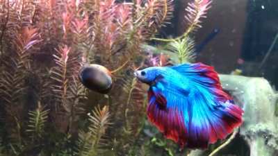 Rockets extra hungry for some snail today