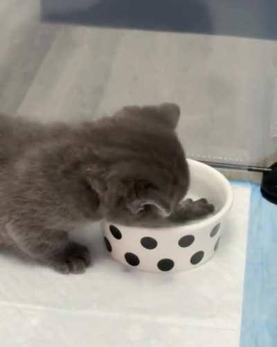 ❤ 😻 Just one more drink... 😻 ❤