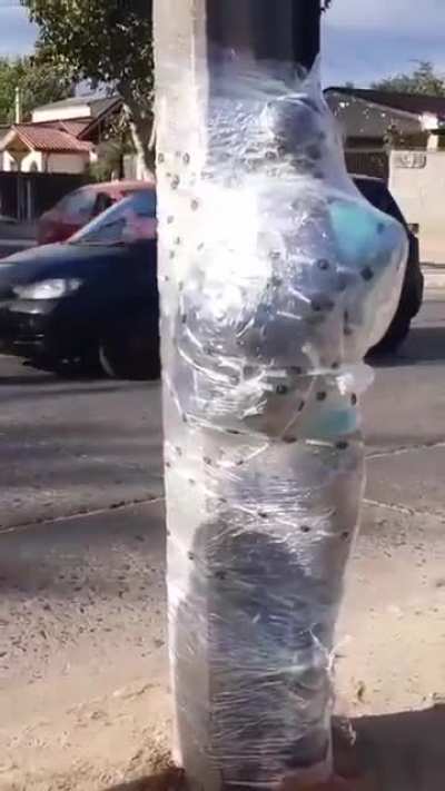Mugger gets wrapped to a light post. I probably wouldn't have helped either tbh....