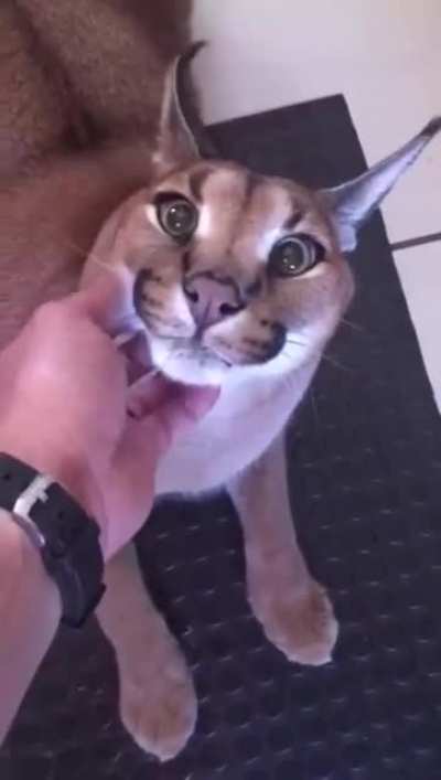 Весёлый Котик