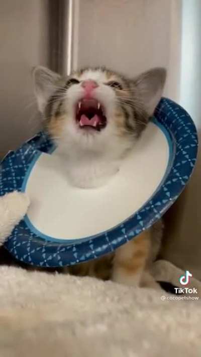 What a roar!