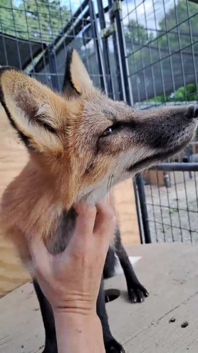 Monty Chin Scratch