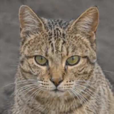 Hey... What kind of cat is that? (Attempt @ LSD shapeshifting visuals)