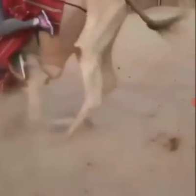 O CAMELO DE FERRO