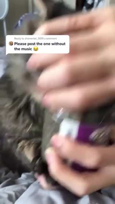this cat is seeing things we can’t see yo