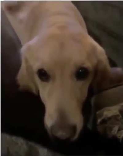 Good boy!