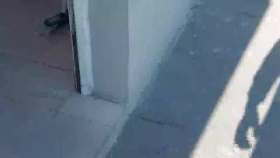 Bueno, creo que tengo mascota nueva? Que nombre le ponemos? Es nena