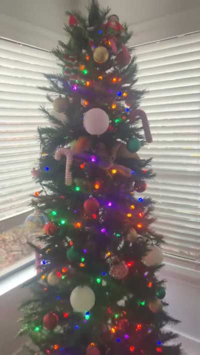 Mango ignored the tree for a few days but now he's interested