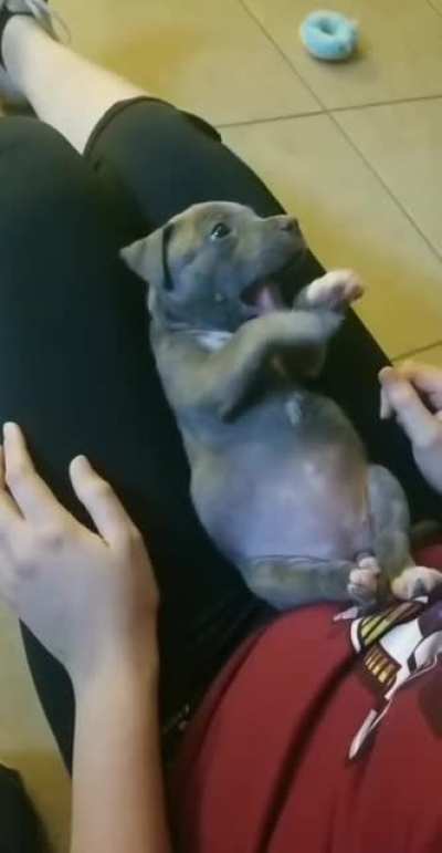 Pupper scream