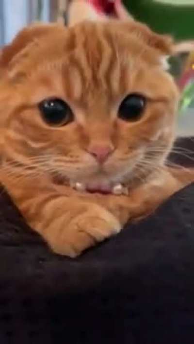 olhem o vídeo desse gatinho para se distrair um pouco