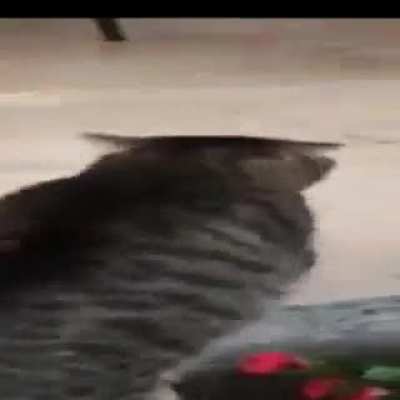 Wide Cat Walking