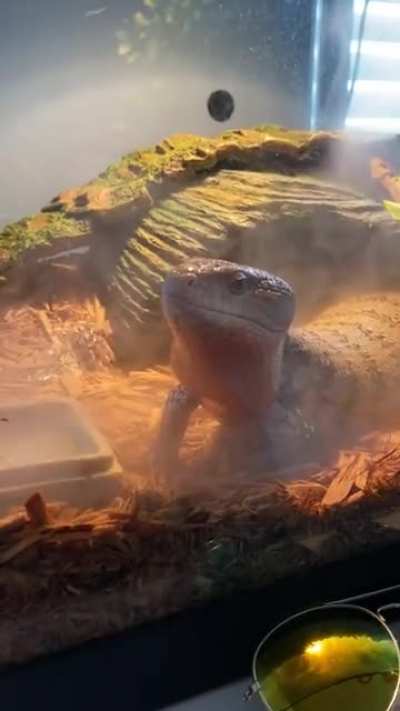 He loves that mist!