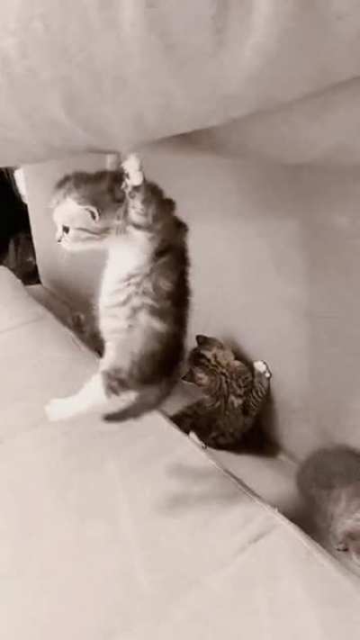 Sorry sir, you have a cuteness infestation