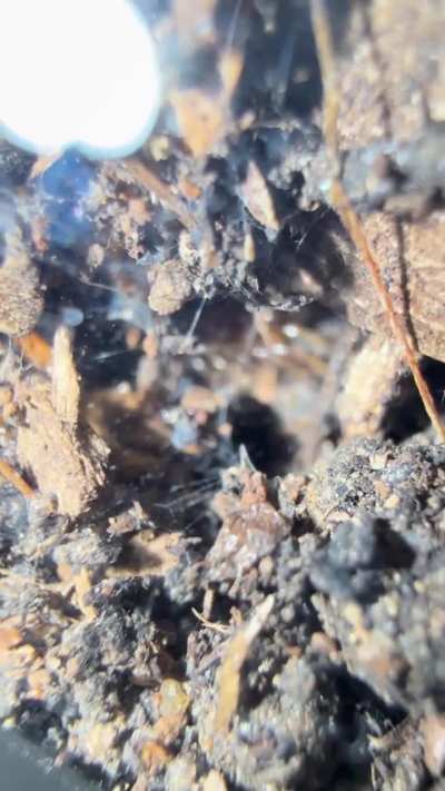 Genuinely what is in my substrate?