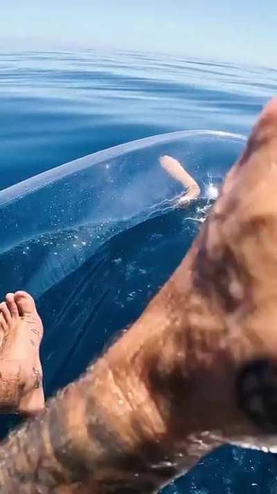 seeing a sea snake while on a transparent kayak