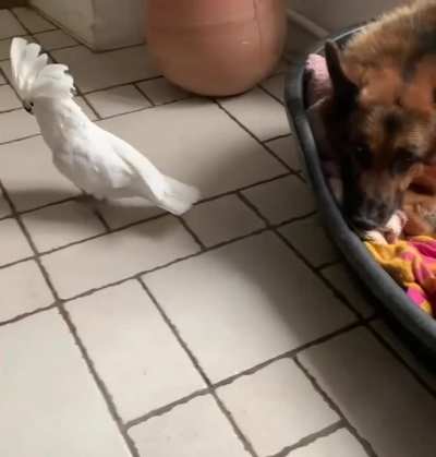 Ever seen a bird barking at a dog?