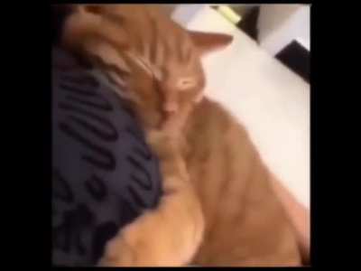 Cats are SO ADORABLE