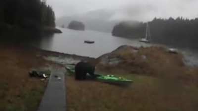 Woman Yelling at a Bear to Stop Eating Her Kayak