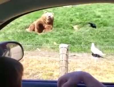Bear on the road side