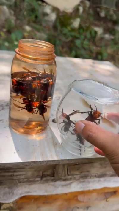 Wild wasps