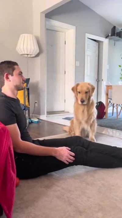 Doggo in swindled off his Ball
