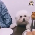 woof irl