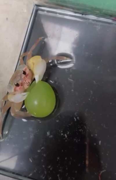 This Crab Enjoying A Grape