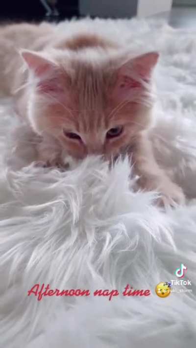 Kitten preparing for a nap :3