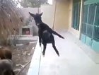 Cursed_Swinging Donkey