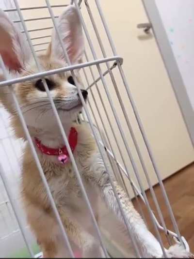 *Fennec noises*