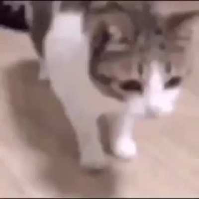 GATO