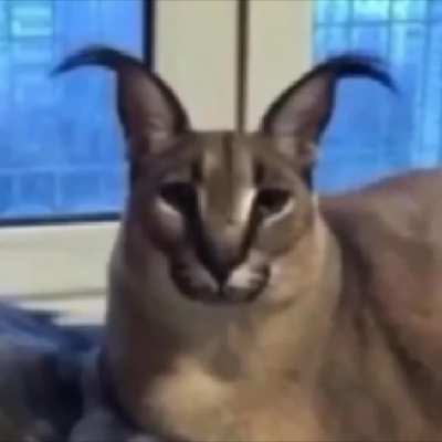 NOOO