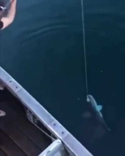 Fishing in America