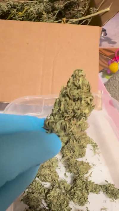 Is this a good trim job? “Ayo”