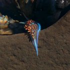 Underwater Snail