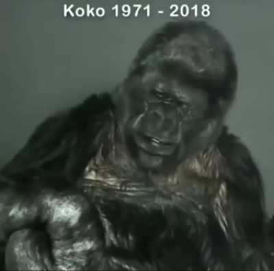 Koko's final message to humanity