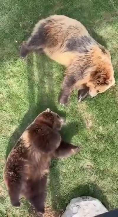 Bears