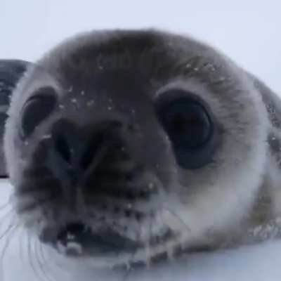 Boop the camera
