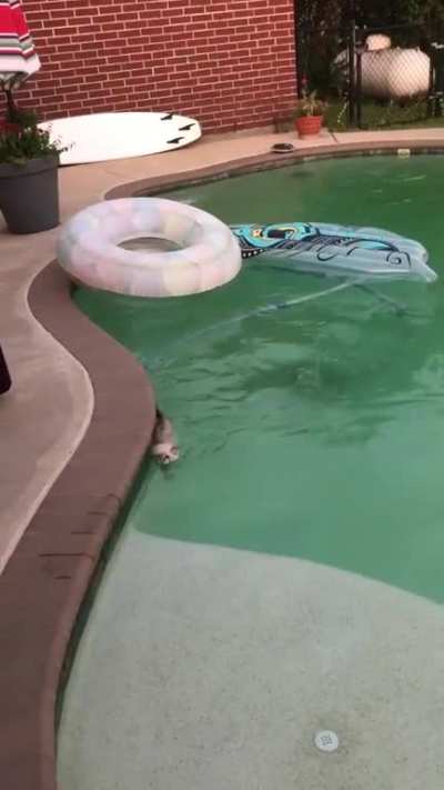 Rory swims