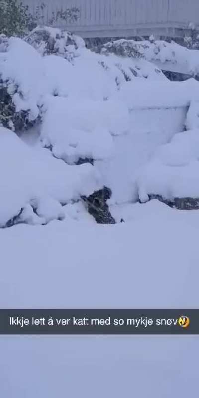 Cat struggling in the deep snow