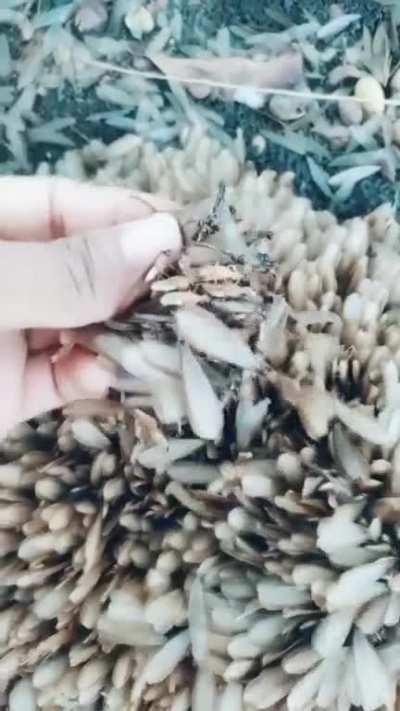 I thought these were flowers