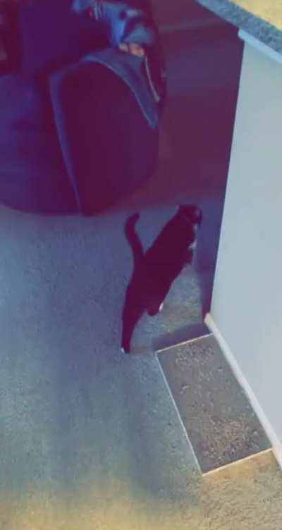 Wellerman’s Cat (OC)