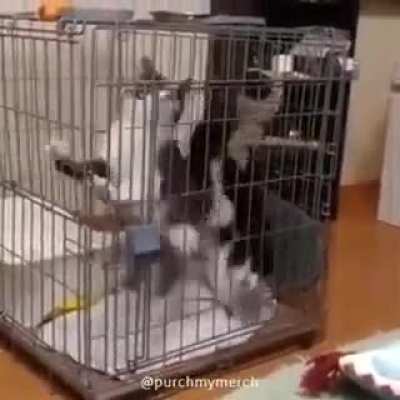 Котов<wbr>асия?