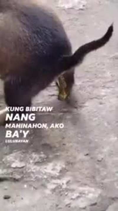 krazy doggo