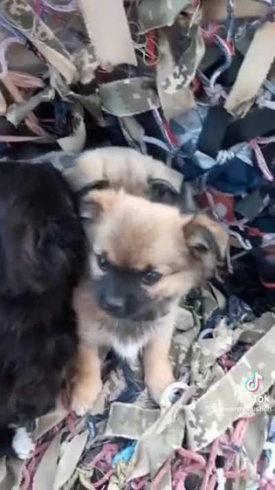 No one left behind in Ukraine: These pups were found protecting newborn kittens 😍❤